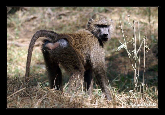 12 Safari Kenya